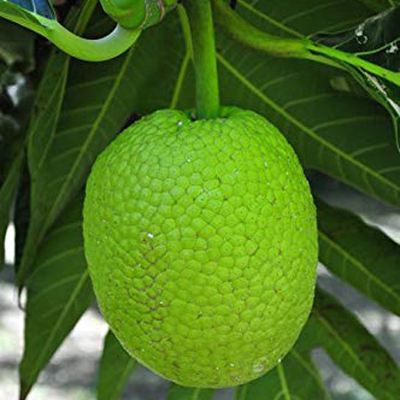 Chempedak Plant
