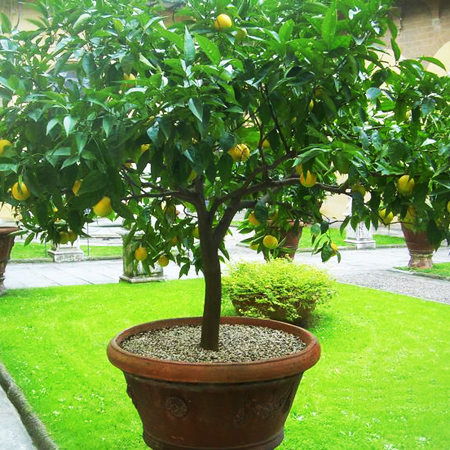 Loquat Plant - Image 2