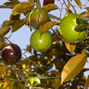 Milk Fruit Plant