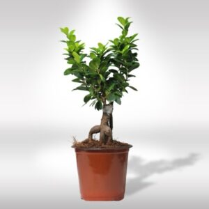 FICUS BONSAI