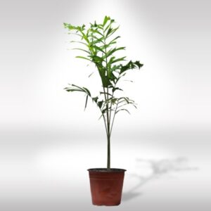 FOXTAIL PALM