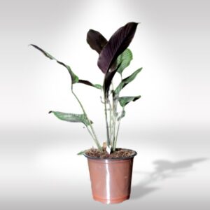 MARANTA - (CHIRUNI/VARIEGATED)
