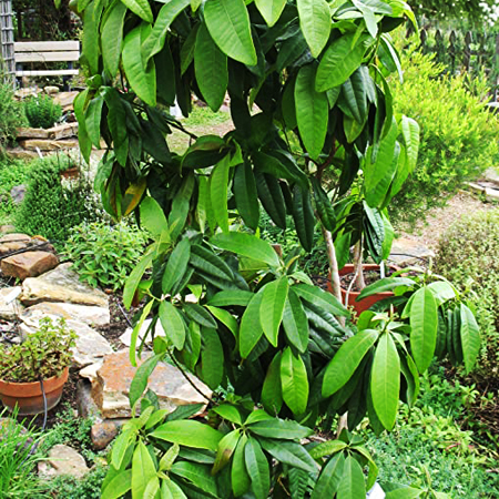 All Spice Plant - Image 2