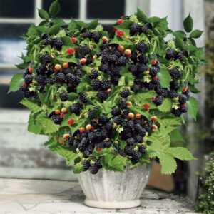 Black Berry plant
