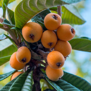 Loquat Plant
