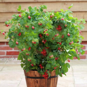Mulberry Plant