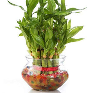 Lucky Bamboo Bowl