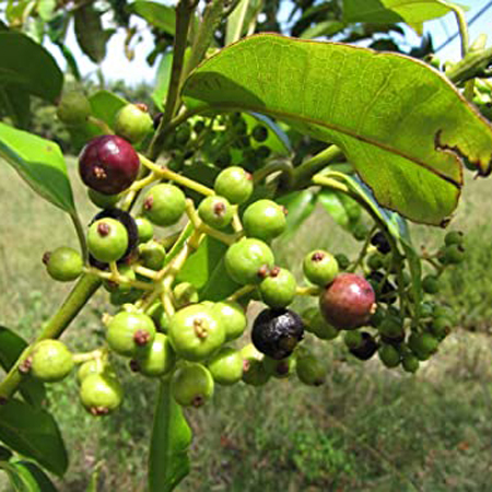 All Spice Plant