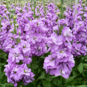 Stock Plants
