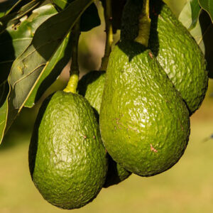 Avocado Plant