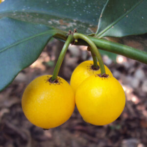Baraba Plant