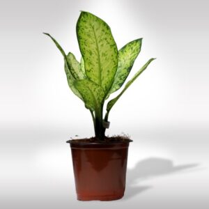 AGLAONEMA (Red/Pink)