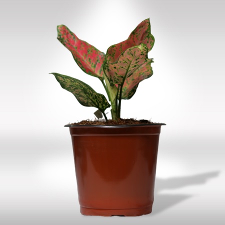 AGLAONEMA (Red/Pink) - Image 3
