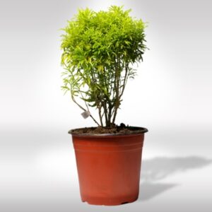 ARALIA