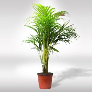 ARECA PALM