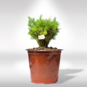 ASPARAGUS FERN