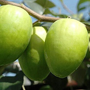 Apple Ber