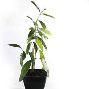 Bay Leaf Plant (Tejpata)