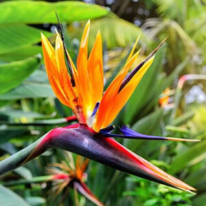 Bird of Paradise Plant (Red/Black)