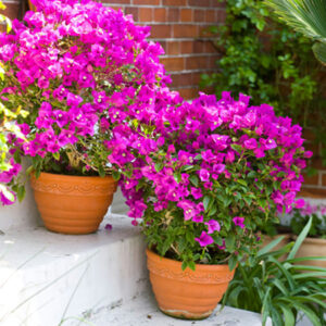 Bougainvillea