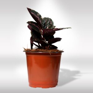 CALATHEA