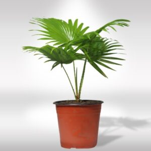 CHINA PALM