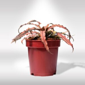 CRYPTANTHUS BIVITTATUS