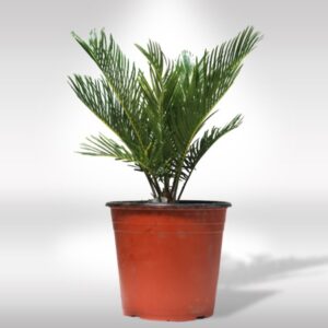 CYCUS REVOLUTA