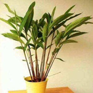 Cardamom Plant (Elach or Elachi)