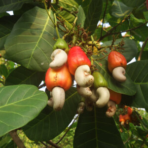 Cashew Plant (Kaju)