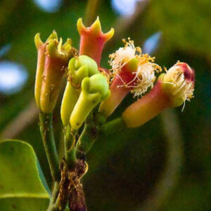 Clove Plant (Long or Lanbango)