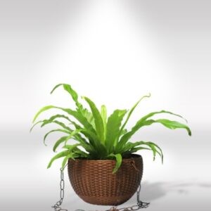FERN