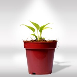 MONEY PLANT YELLOW