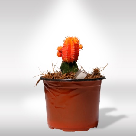 MOON CACTUS - (Gymnocalycium mihanovichii)