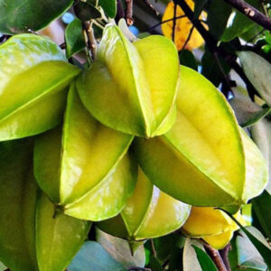 Carambola