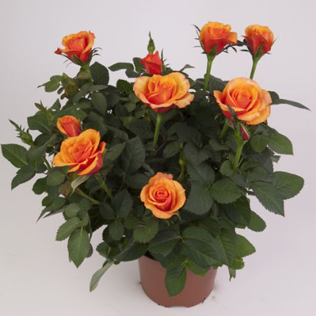 Rose - Image 2