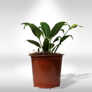 PEACE LILY (SPATHIPHYLUM)