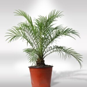PHOENIX PALM