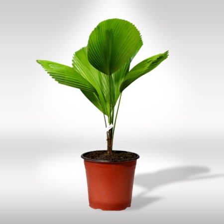 PRITCHARDIA PALM