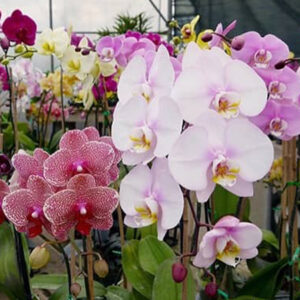 Phalaenopsis orchid plants of different colors