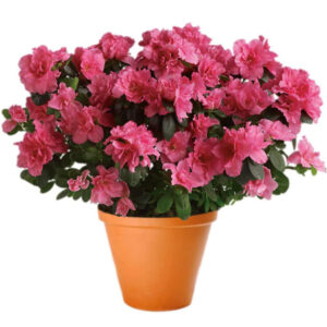 Azalea Plants
