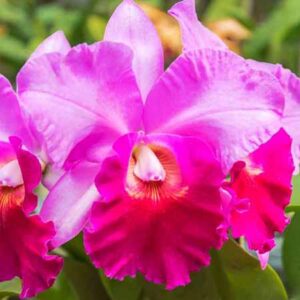 Cattleya Orchid Plants