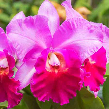Cattleya Orchid Plants