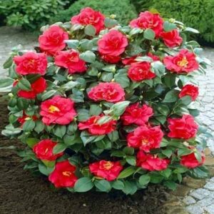 Camellia Plants