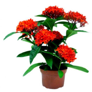 Ixora