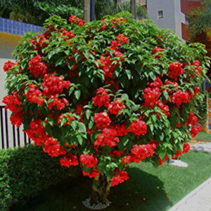 Mussaenda plant