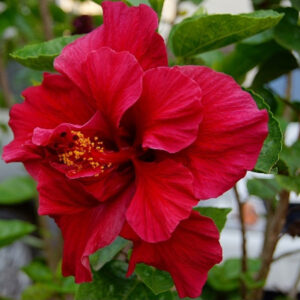 Hibiscus