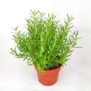 Rose Marry Plant