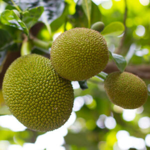 Jackfruit