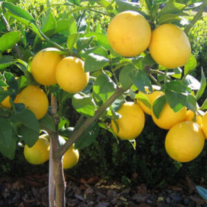 Lemon